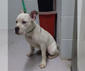 Mutt Dogs for adoption in Augusta, GA, USA