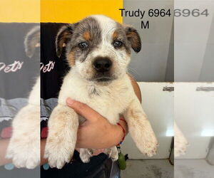 Mutt Dogs for adoption in Studio City, CA, USA