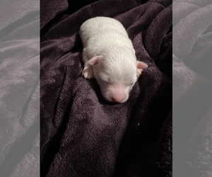 Chihuahua Puppy for sale in SHERMAN, TX, USA