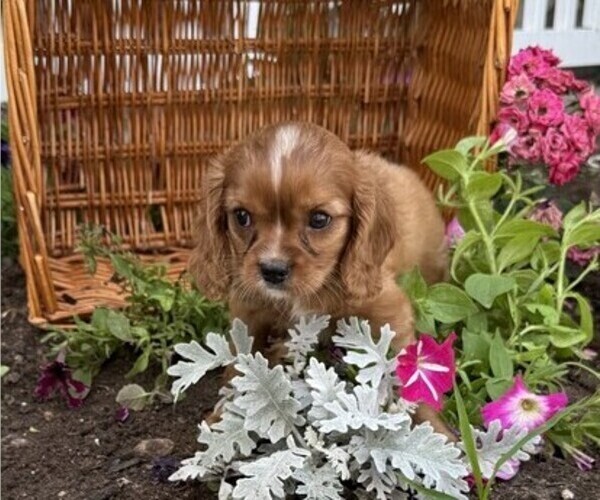 Medium Photo #5 Cavalier King Charles Spaniel Puppy For Sale in THORP, WI, USA