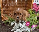 Small #4 Cavalier King Charles Spaniel