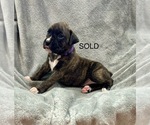 Puppy Puppy 10 Boxer