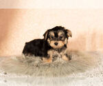 Small Photo #3 Morkie Puppy For Sale in NAPPANEE, IN, USA