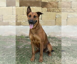 Mutt Dogs for adoption in PIPE CREEK, TX, USA
