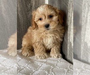 ShihPoo Puppy for sale in SENECA FALLS, NY, USA