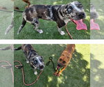 Small #3 Catahoula Leopard Dog Mix