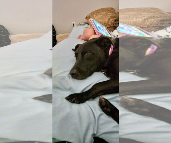 Medium Photo #2 Labrador Retriever-Unknown Mix Puppy For Sale in Orlando, FL, USA