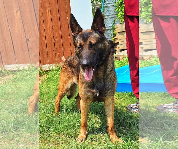 Medium Photo #2 German Shepherd Dog-Unknown Mix Puppy For Sale in Wetumpka, AL, USA