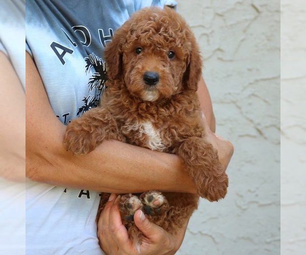 Medium Photo #4 Goldendoodle Puppy For Sale in NARVON, PA, USA