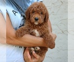Small #3 Goldendoodle