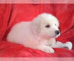 Puppy Light Blue Great Pyrenees