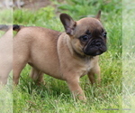 Small Photo #9 French Bulldog Puppy For Sale in WINNSBORO, TX, USA