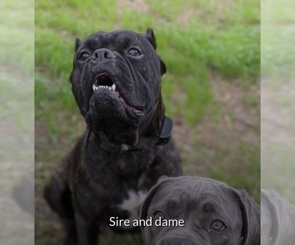 Medium Photo #3 Cane Corso Puppy For Sale in FLORENCE, MS, USA