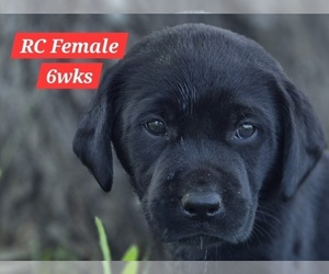 Medium Labrador Retriever