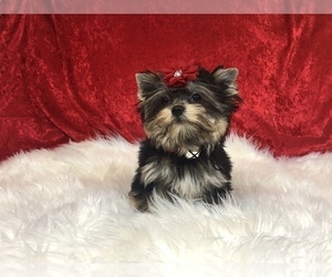Mother of the Morkie puppies born on 10/09/2023