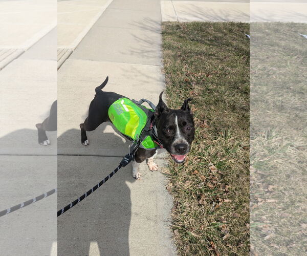 Medium Photo #6 Mutt Puppy For Sale in Crete, IL, USA