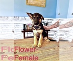 Small Photo #7 German Shepherd Dog Puppy For Sale in VALDOSTA, GA, USA