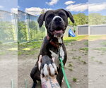 Small #36 American Pit Bull Terrier-American Staffordshire Terrier Mix