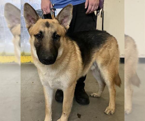 Medium Photo #1 German Shepherd Dog Puppy For Sale in Camarillo, CA, USA