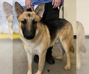 German Shepherd Dog Dogs for adoption in Camarillo, CA, USA