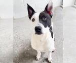Small #1 Mutt