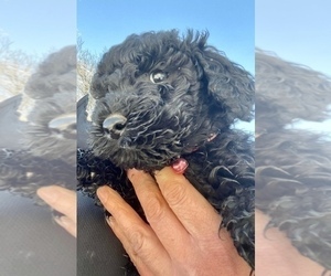 Poodle (Standard) Puppy for sale in MILES CITY, MT, USA