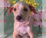 Small #2 Golden Retriever-Pembroke Welsh Corgi Mix