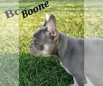 Small Photo #12 French Bulldog Puppy For Sale in AFTON, WY, USA