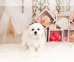 Small Photo #1 Bichon Frise Puppy For Sale in WARSAW, IN, USA