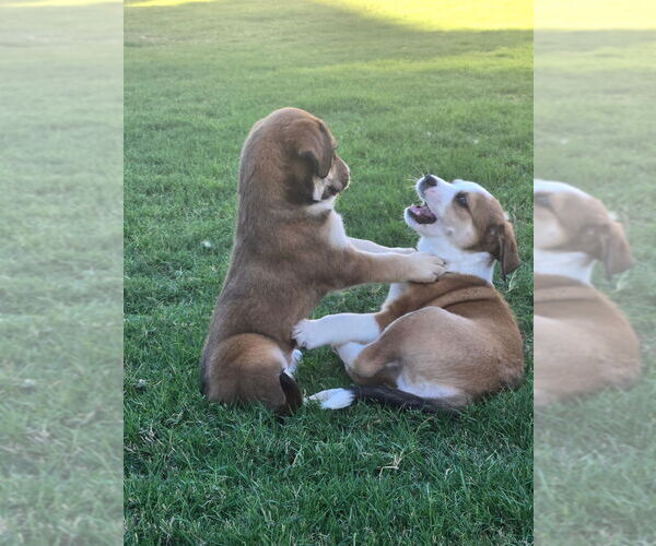 Medium Photo #3 Border Collie-Unknown Mix Puppy For Sale in OKLAHOMA CITY, OK, USA