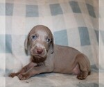 Small #4 Weimaraner
