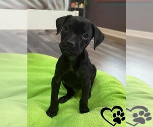 Bogle Dogs for adoption in Aurora, IN, USA