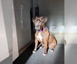 Small #8 American Staffordshire Terrier-Mastiff Mix