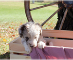 Small Photo #9 Bordoodle Puppy For Sale in ASHLAND, OH, USA
