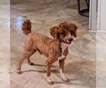 Small Photo #1 Goldendoodle (Miniature) Puppy For Sale in LANCASTER, PA, USA