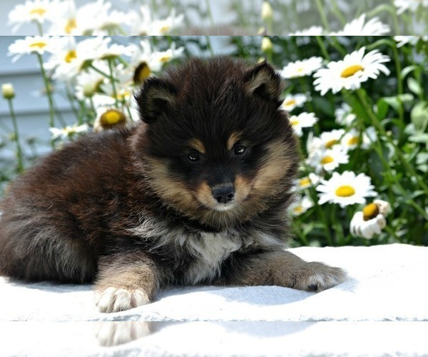 Medium Photo #1 Pomsky Puppy For Sale in NILES, MI, USA