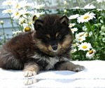 Small Photo #1 Pomsky Puppy For Sale in NILES, MI, USA