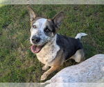 Small #1 Mutt