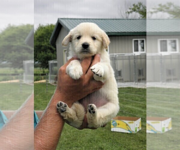 Medium Photo #1 Golden Retriever Puppy For Sale in VERMONTVILLE, MI, USA