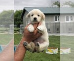 Small Photo #1 Golden Retriever Puppy For Sale in VERMONTVILLE, MI, USA