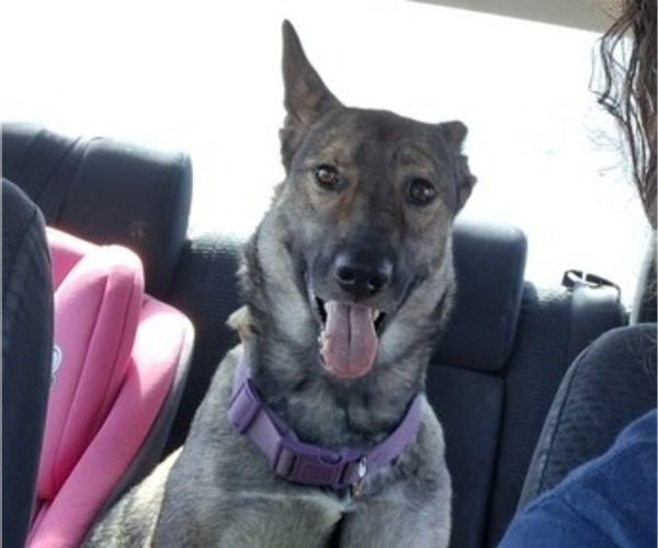 Medium Photo #1 Belgian Malinois-Unknown Mix Puppy For Sale in FITZGERALD, GA, USA
