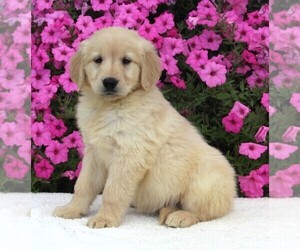 Golden Retriever Puppy for sale in FREDERICKSBURG, OH, USA