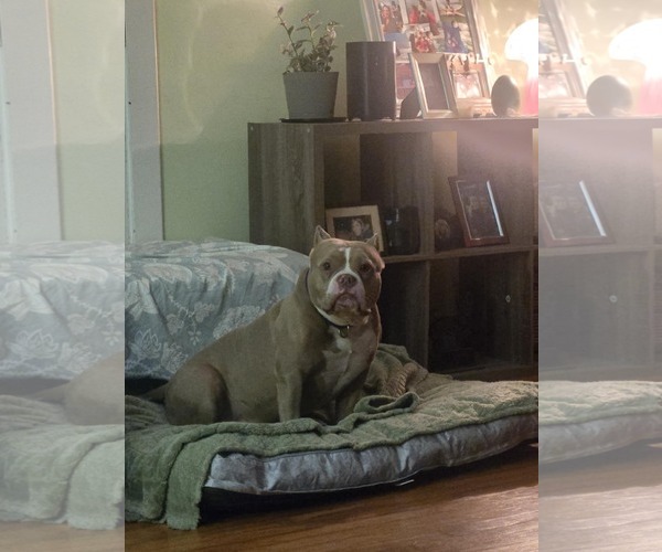 Medium Photo #6 American Pit Bull Terrier-Unknown Mix Puppy For Sale in Crete, IL, USA
