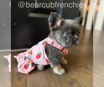 Small #3 French Bulldog