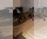 Small #2 American Pit Bull Terrier Mix
