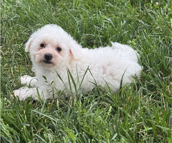 Medium Photo #4 Bichpoo Puppy For Sale in CANOGA, NY, USA