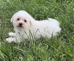 Small #3 Bichpoo