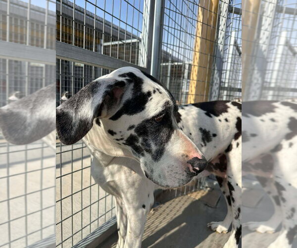 Medium Photo #1 Great Dane Puppy For Sale in Bullard, TX, USA