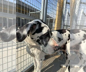 Great Dane Dogs for adoption in Bullard, TX, USA