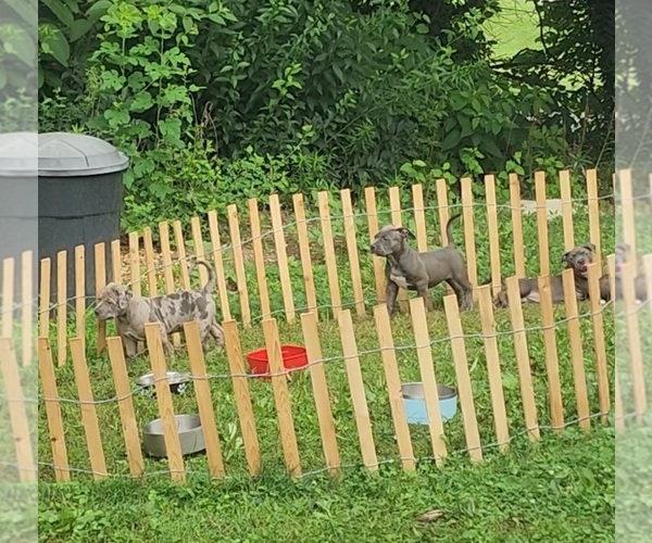 Medium Photo #6 American Bully Puppy For Sale in NOBLESVILLE, IN, USA